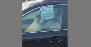 The Don T Break The Window Dog S Favorite Music
