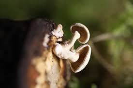 Jun 03, 2021 · en ce début de juin, thomas pesquet nous fait voyager en tanzanie, avec une nouvelle photo prise depuis l'espace ! La Lampe La Mouche Et Le Champignon