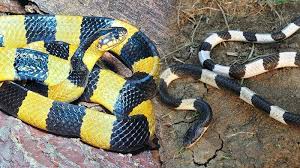 Orang barat menyebutnya banded krait. Ular Weling Dan Ular Welang Berbeda Tapi Tetap Berbisa Mematikan Ini Perbedaannya Mencoloknya Tribun Jabar