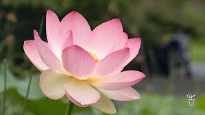 Maybe you would like to learn more about one of these? Plant Profile Sacred Lotus Fact Sheets Gardening Australia Gardening Australia