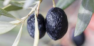 L Olive De Nyons Aop La Drome Tourisme