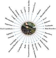 Image result for Bridelia scleroneura