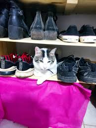 Mi gato es todo una diva cuando quiere portarse bien JAJAJAJA