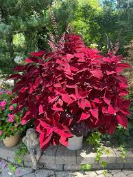 Image result for Coleus