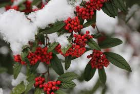 Image result for Pyracantha coccinea red column