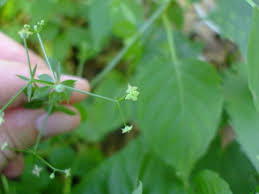 Image result for Galium stenophyllum