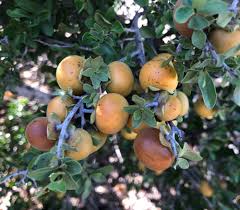 Image result for Diospyros virgata