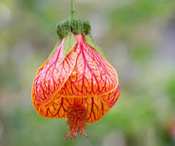 Image result for Abutilon