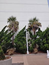 Both ornamental and palm trees can find a spot in a landscape. Sabal Palmetto Near The Beachfront In Virginia Beach Virginia Palmtalk