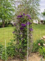 We did not find results for: Photo Of The Entire Plant Of Clematis The President Posted By Frankrichards16 Garden Org