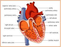 Maybe you would like to learn more about one of these? Biologi Gonzaga Pertanyaan Seputar Jantung