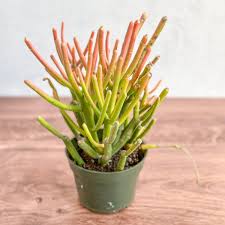Image result for Euphorbia tholicola