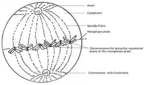 There are three kinds of diagrams you might get: Chapter 2 Structure Of Chromosomes Cell Cycle And Cell Division Concise Biology Part Ii Selina Solutions For Class 10 Biology Icse Topperlearning