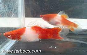 Perbedaan Ikan Platis Jantan Dan Betina Ferboes Com