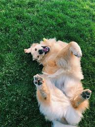 Vsco Avaakat Images Cute Baby Animals Cute Animals Dog Tumblr