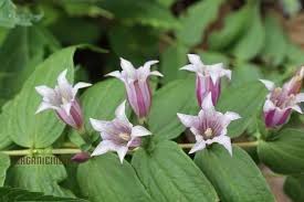 Image result for Gentiana asclepiadea alba