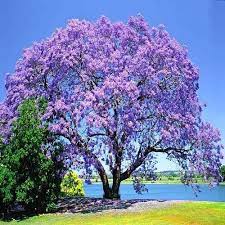 Blue Jacaranda Tree Seeds Jacaranda Mimosifolia 50 Seeds Jacaranda Tree Trees To Plant Flowering Trees