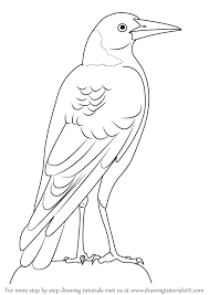 How To Draw An Australian Magpie Drawingtutorials101 Com Bird Drawings Magpie Art Bird Art
