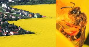 Za smrt milionů včel může řepka! V Šenově zemědělec postříkal v noci pole  pesticidem | Blesk.cz