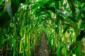 Zombie chicken is a recurring character within the plants vs. 15 Chicken Friendly Plants To Grow Near Your Coop