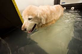 Does bone cancer in dogs spread quickly? Arthritis In Dogs Signs Symptoms Treatment Vetwest Animal Hospitals