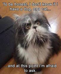 Funny Animal Pictures Of The Day 24 Pics Hope You Re Doing Well From Your Friends At Phoenix Dog In Home Funny Animal Jokes Funny Animal Memes Animal Jokes