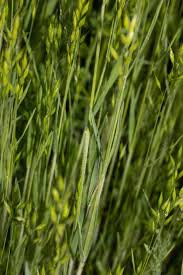 Image result for Bromus leptoclados