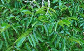 Image result for Commiphora