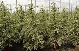 Image result for ficus benjamina en casa