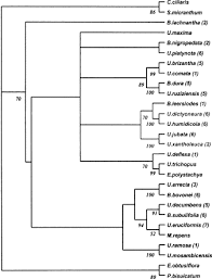 Image result for Urochloa subulifolia