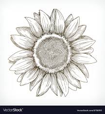 Rather, a series of illustrations takes you through the process of. Product Sunflower Sketches Sunflower Drawing Flower Sketch Pencil