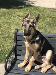 Healthy, purebred german shepherd puppies directly from ethical breeders. German Shepherd Puppies For Sale Buffalo Ny 306061