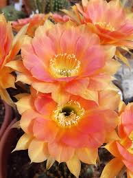 Explore our exclusive flowers for birthday, anniversary, wedding, or any. The Conservatory Is International Peace Garden Facebook