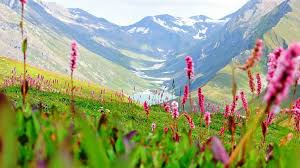 The valley is at least a couple of kilometres wide and about 10 km long. Things To Know About Valley Of Flowers Before Planning A Trip