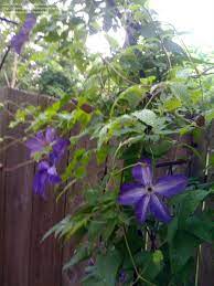 Deep purple blooms with white centers appear in june and continue into september. Clematis Clematis Venosa Violacea Question 1 By Clematisguru