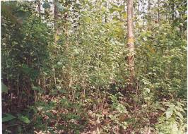 Image result for Cyclosorus striatus