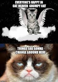 Grumpy Cat Not Amused Memes Gifs Imgflip
