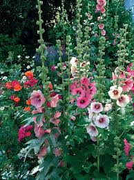 How To Grow Hollyhocks Most Beautiful Gardens Hollyhocks Flowers Flower Garden Perennials