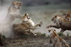 Vicious Animal Fights Animals Animals Wild Fierce Animals
