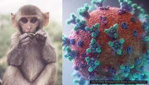 A herpesvirus, in the family herpesviridae, affecting old world monkeys, that is very similar morphologically to herpes simplex virus; Adi 8vemx6yrsm
