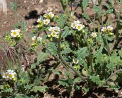 Image result for Hydrophyllaceae