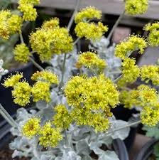 Image result for Eriospermum flexuosum