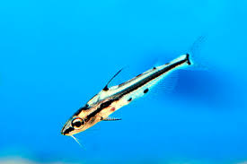 Image result for Hylebates cordatus