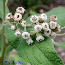 Image result for Pluchea