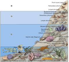 Intertidal Zone Animals Labeled Ocean Zones Ocean Science Marine Ecosystem
