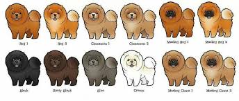 Chow Color Chart Chow Chow Dogs Chow Dog Breed Chow Chow Puppy