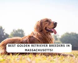 Are you a member of the golden retriever club of america or any local golden retriever clubs? 5 Best Golden Retriever Breeders In Massachusetts 2021 We Love Doodles