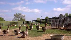 Ron didn't install the fence as we discussed. Chicken Chores Farm Raised With P Allen Smith Youtube