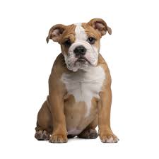 They were bred to be a healthier and lower maintenance version of the bulldog. Petland Florida
