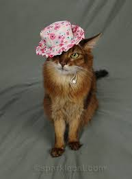 6 pair a bucket hat with an oversized cardigan in the fall. Ugly Cat Hat Modeling Session Laptrinhx News